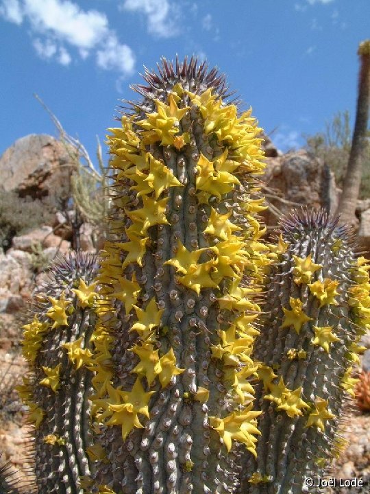 Hoodia alstonii, Umdaus Dscf3297